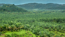The global palm oil industry generates more than $50bn annually, but traditional plantations have driven widespread destruction of tropical rainforests